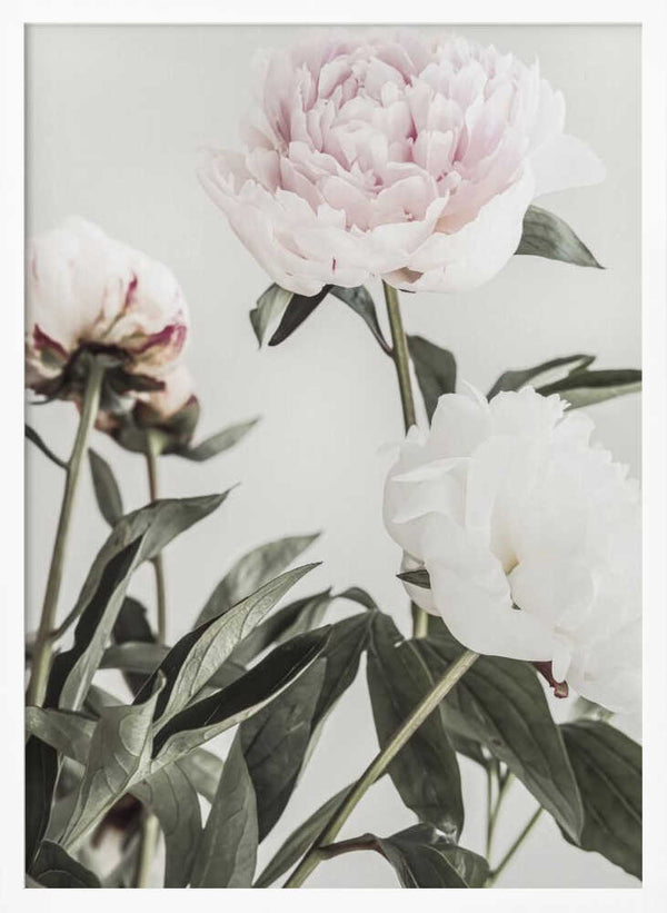 Tablou înramat „Peony 04” de Pictufy Studio III