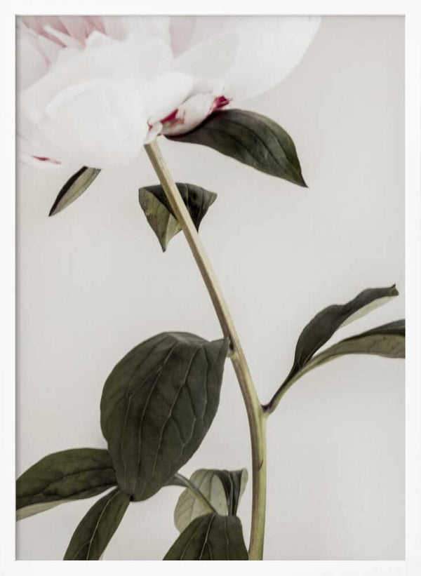 Tablou înramat „Peony 09” de Pictufy Studio III