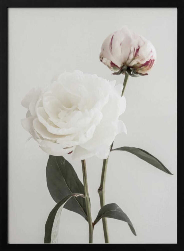 Tablou înramat „Peony 12” de Pictufy Studio III