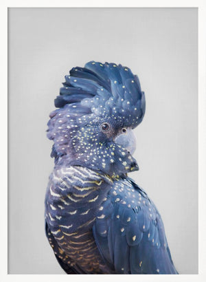 Tablou înramat „Black Cockatoo” de Kathrin Pienaar