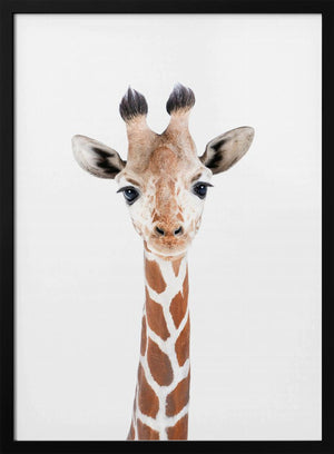 Tablou înramat „Baby Giraffe” de Kathrin Pienaar