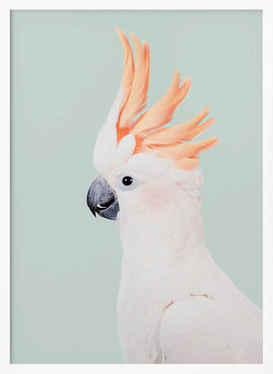Tablou înramat „Cockatoo” de Kathrin Pienaar