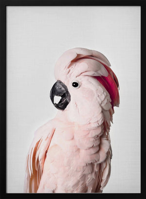 Tablou înramat „Pink Cockatoo” de Kathrin Pienaar