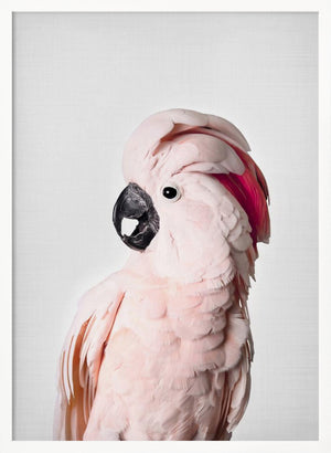 Tablou înramat „Pink Cockatoo” de Kathrin Pienaar