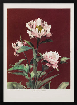 Tablou înramat „Hærdaceous Peony no2” de Ogawa Kazumasa