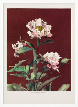 Tablou înramat „Hærdaceous Peony no2” de Ogawa Kazumasa