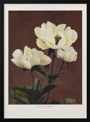 Tablou înramat „Hærdaceous Peony” de Ogawa Kazumasa