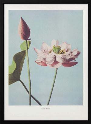Tablou înramat „ Lotus Flowers” de Ogawa Kazumasa