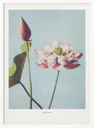 Tablou înramat „ Lotus Flowers” de Ogawa Kazumasa