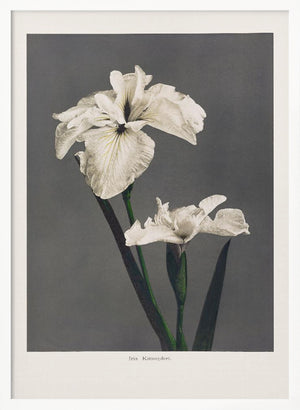 Tablou înramat „Iris Kæmpferi” de Ogawa Kazumasa