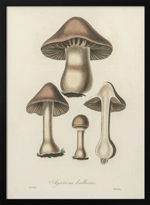 Tablou înramat „Agaricus Bulbosus Illustration. Medical Botany 1836” de John Stephenson and James Morss Churchill