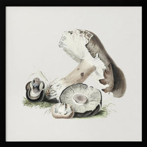 Tablou înramat „Vintage Agaricus Augustus Mushroom” de Biodiversity Heritage Library