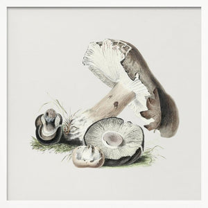 Tablou înramat „Vintage Agaricus Augustus Mushroom” de Biodiversity Heritage Library