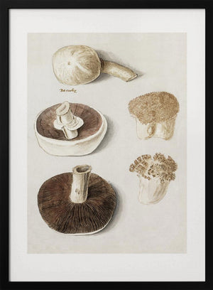 Tablou înramat „Common Meadow Mushroom, Agaricus Campestris Standing” de Anselmus Boëtius De Boodt