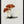 Tablou înramat „Hand Drawn Rufous Milkcap Mushroom” de Biodiversity Heritage Library