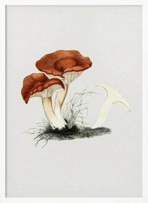Tablou înramat „Hand Drawn Rufous Milkcap Mushroom” de Biodiversity Heritage Library