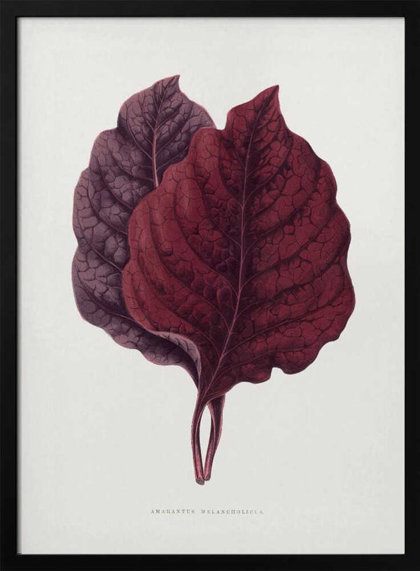 Tablou înramat „Pink Amarantus Leaf Illustration” de Les Plantes a Feuillage Colore
