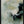 Tablou înramat „Begun” de Dan Hobday