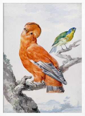 Tablou înramat „Two Exotic Birds” de Aert Schouman