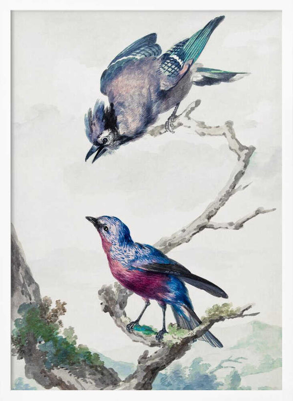 Tablou înramat „Two Birds  a Blue Jay and a Purple Breasted Cotinga” de Aert Schouman