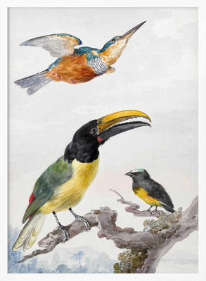 Tablou înramat „Three Birds  a Kingfisher, a Prince Von Wied's Toucan and an Sparrow” de Aert Schouman