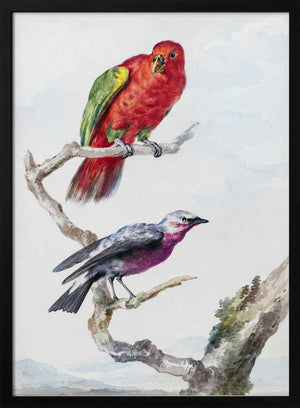 Tablou înramat „Two Birds, Including a Red Green Parrot” de Aert Schouman