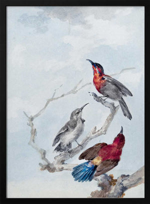 Tablou înramat „Three Crimson Sunbirds” de Aert Schouman