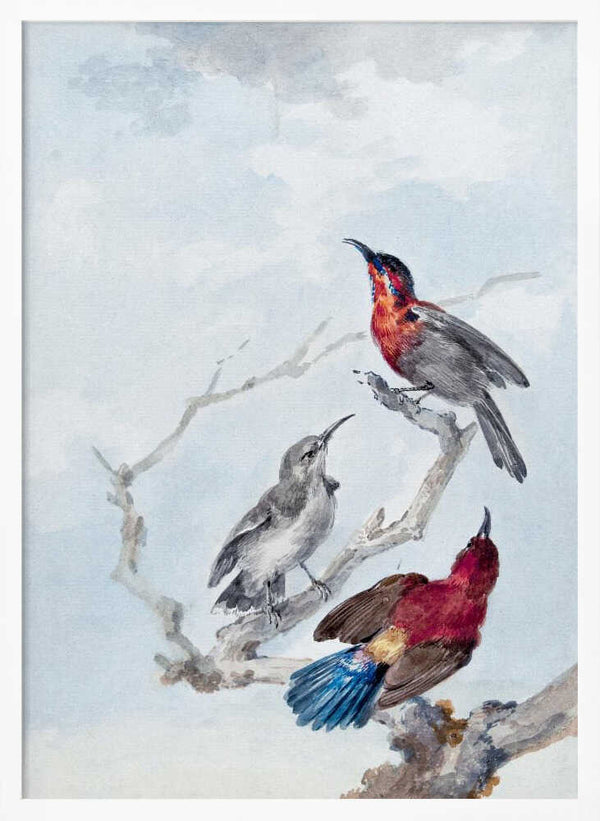 Tablou înramat „Three Crimson Sunbirds” de Aert Schouman