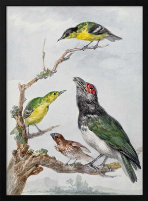 Tablou înramat „Four Different Birds On a Branch” de Aert Schouman
