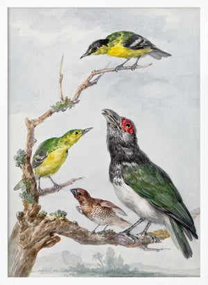 Tablou înramat „Four Different Birds On a Branch” de Aert Schouman