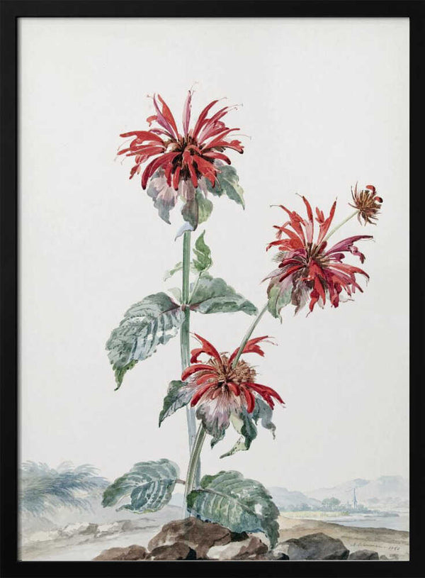 Tablou înramat „A Red Bergamot In a Landscape” de Aert Schouman