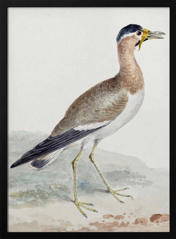 Tablou înramat „A Yellow Wattled Lapwing” de Aert Schouman