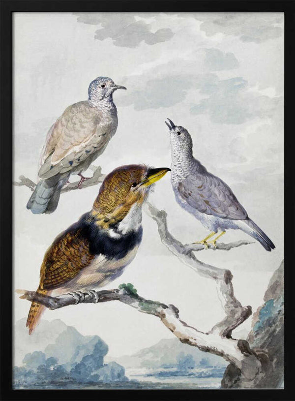 Tablou înramat „Three Birds, Two Inca Pigeons and a Collared Bearded Cuckoo” de Aert Schouman