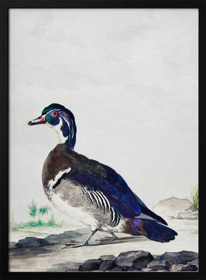 Tablou înramat „A Duck” de Aert Schouman