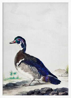 Tablou înramat „A Duck” de Aert Schouman