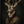 Tablou înramat „Stag Portrait” de Andreas Magnusson