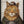 Tablou înramat „Cat In A Police Lineup” de Mike Koubou