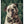 Tablou înramat „The Gentleman Bulldog” de SHANDU