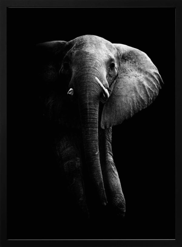 Tablou înramat „Elephant!” de WildPhotoArt