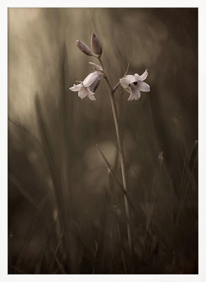 Tablou înramat „A small flower on the ground” de Allan Wallberg