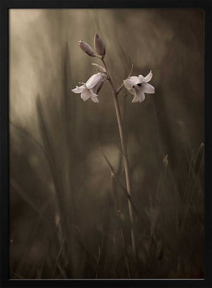 Tablou înramat „A small flower on the ground” de Allan Wallberg