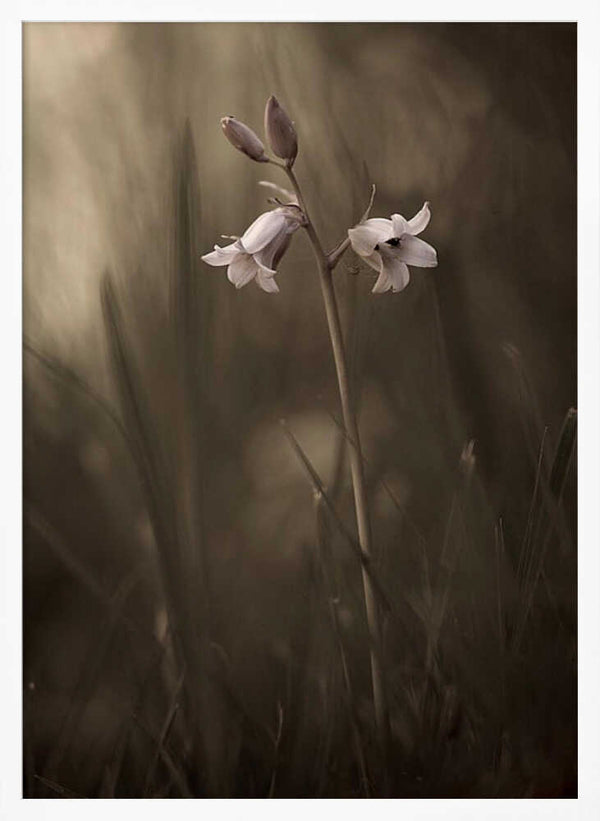 Tablou înramat „A small flower on the ground” de Allan Wallberg
