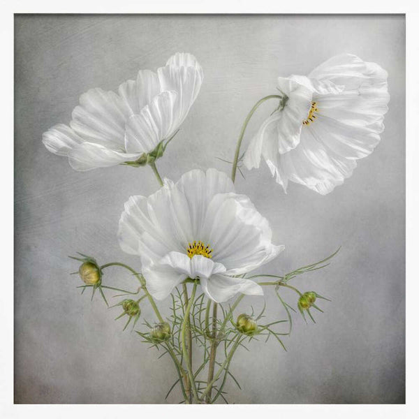 Tablou înramat „Cosmos Charm” de Mandy Disher