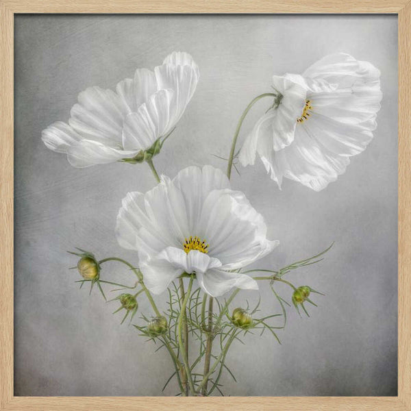 Tablou înramat „Cosmos Charm” de Mandy Disher