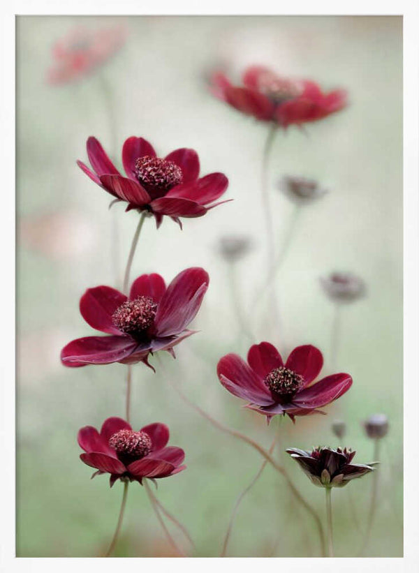 Tablou înramat „Cosmos sway” de Mandy Disher