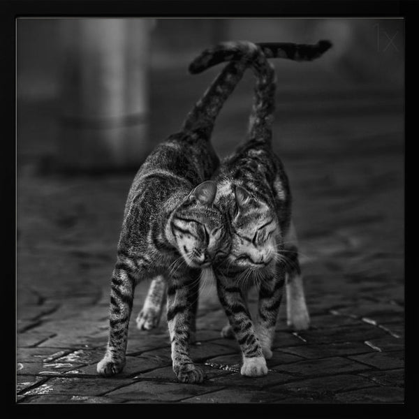 Tablou înramat „Untitled” de nebula