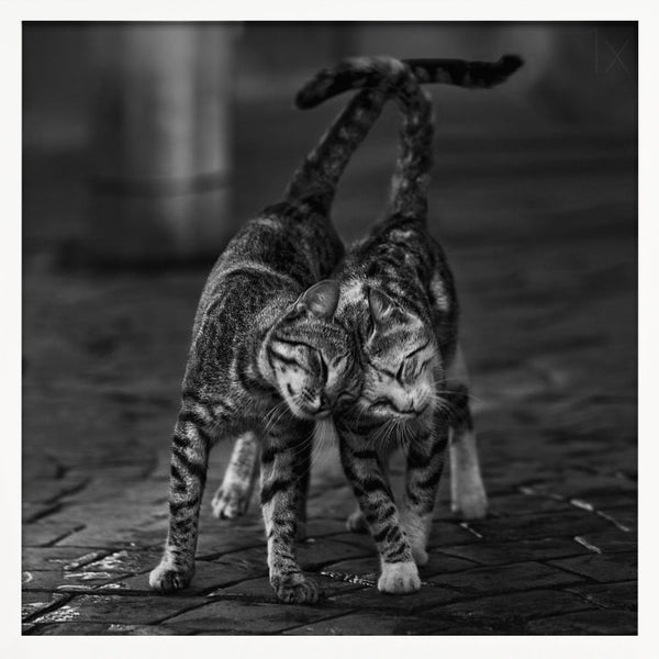 Tablou înramat „Untitled” de nebula