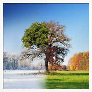 Tablou înramat „4 seasons” de Adam Brzuszek