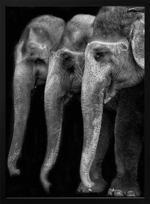 Tablou înramat „Nature\'s great masterpiece, an elephant; the only harmless great thing ...” de Yvette Depaepe