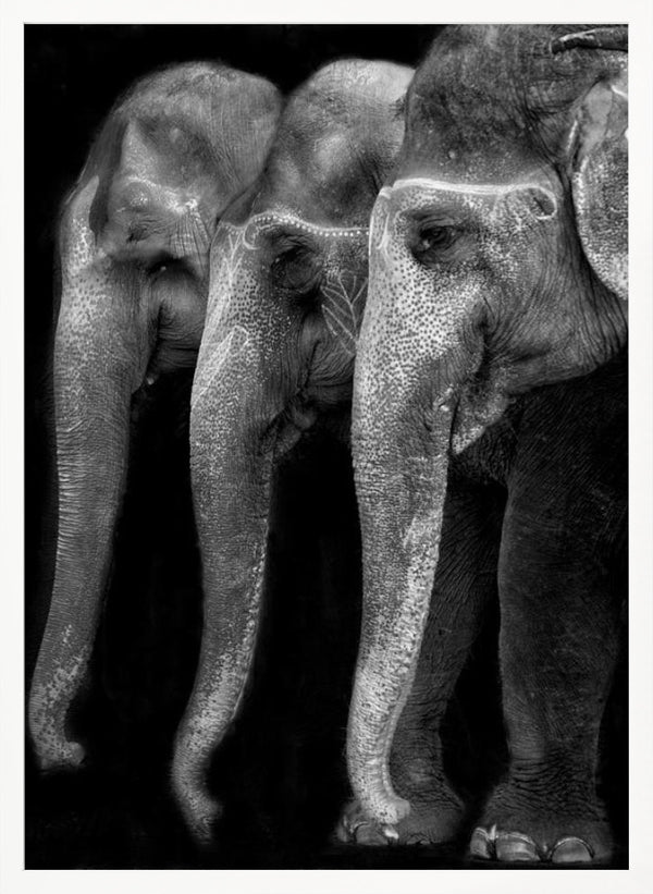 Tablou înramat „Nature\'s great masterpiece, an elephant; the only harmless great thing ...” de Yvette Depaepe